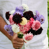 Scabiosa atropurpurea 'Mix'-Angelo