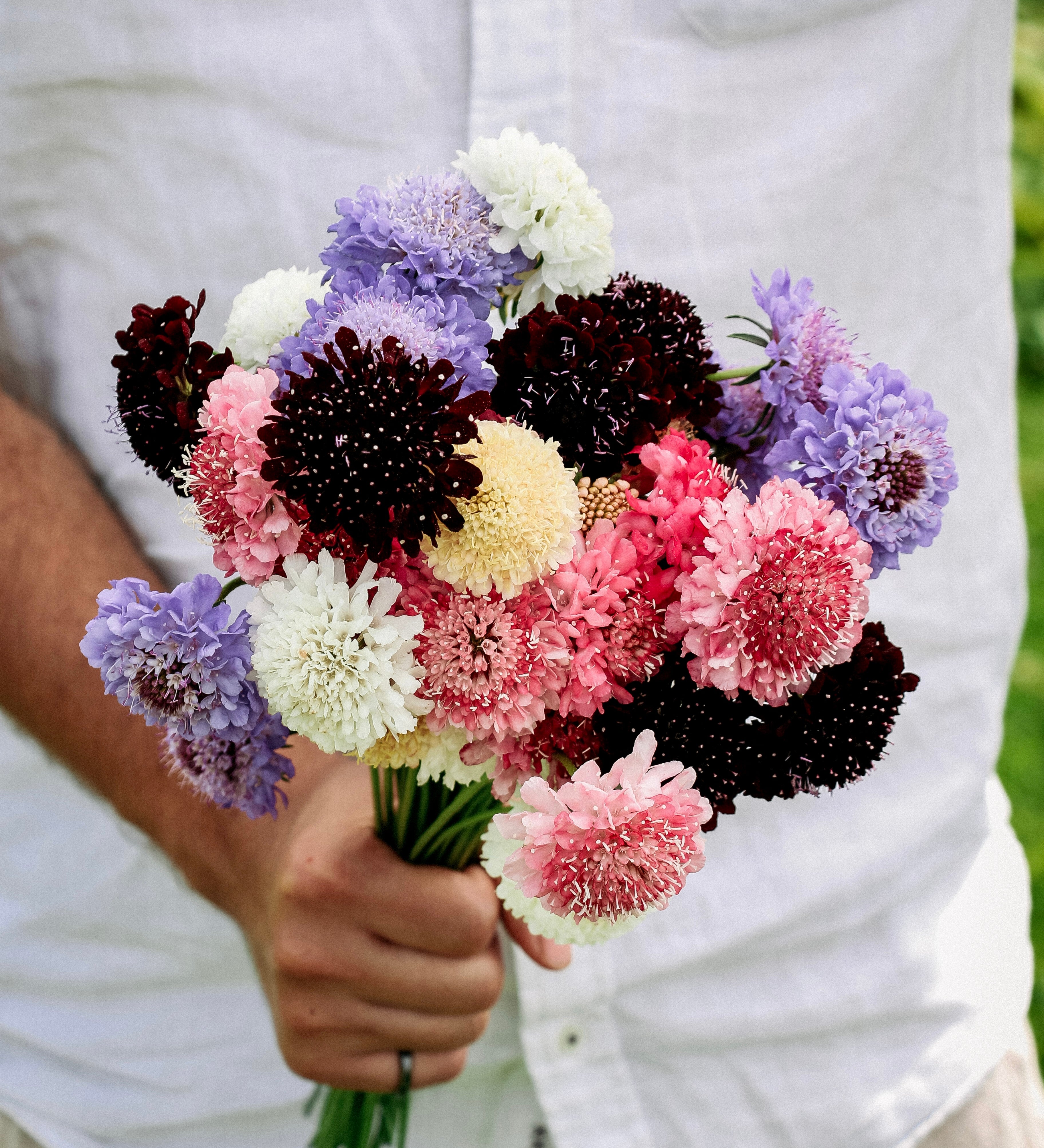 Scabiosa atropurpurea 'Mix'-Angelo