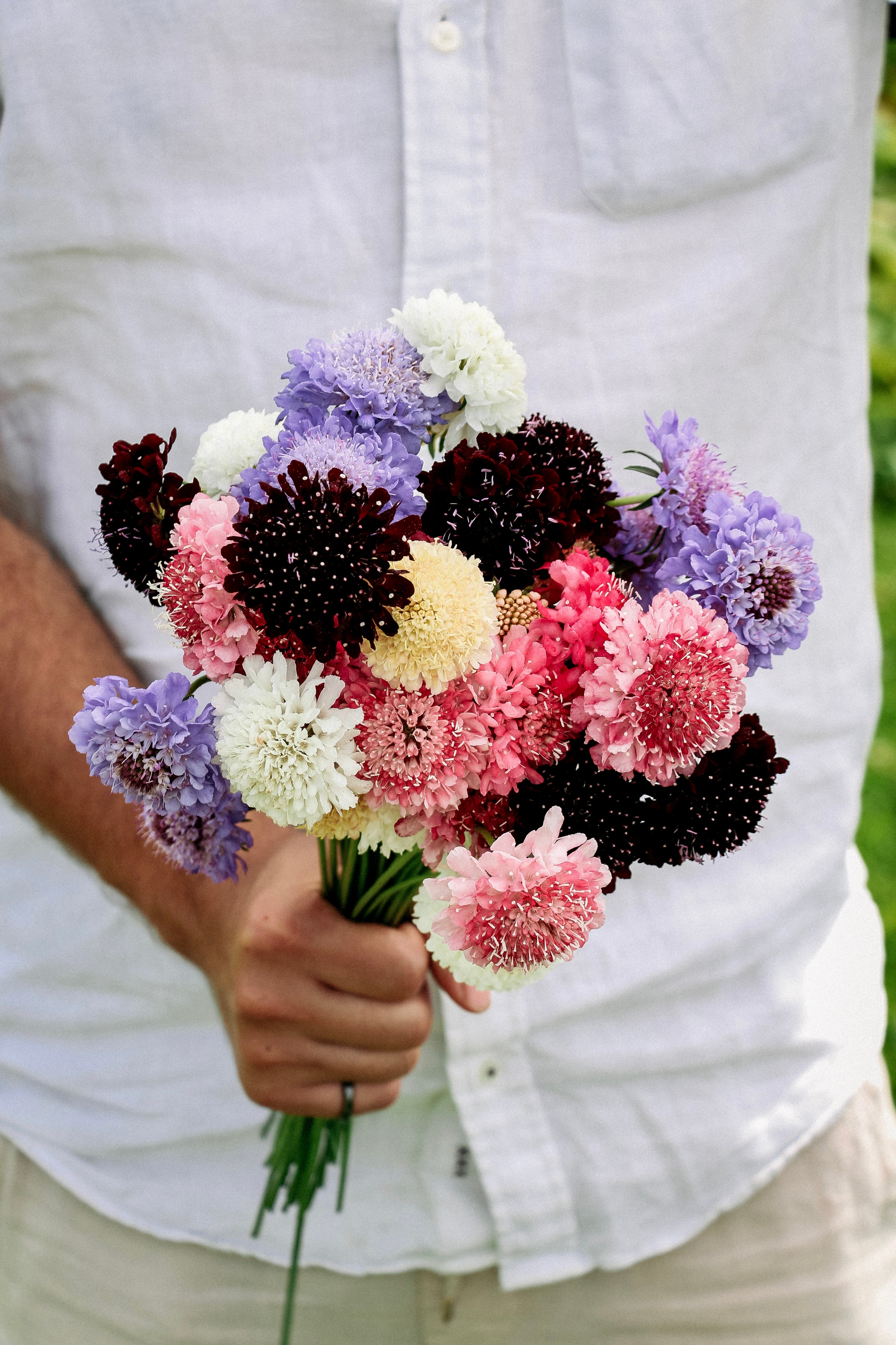 Scabiosa atropurpurea 'Mix'-Angelo