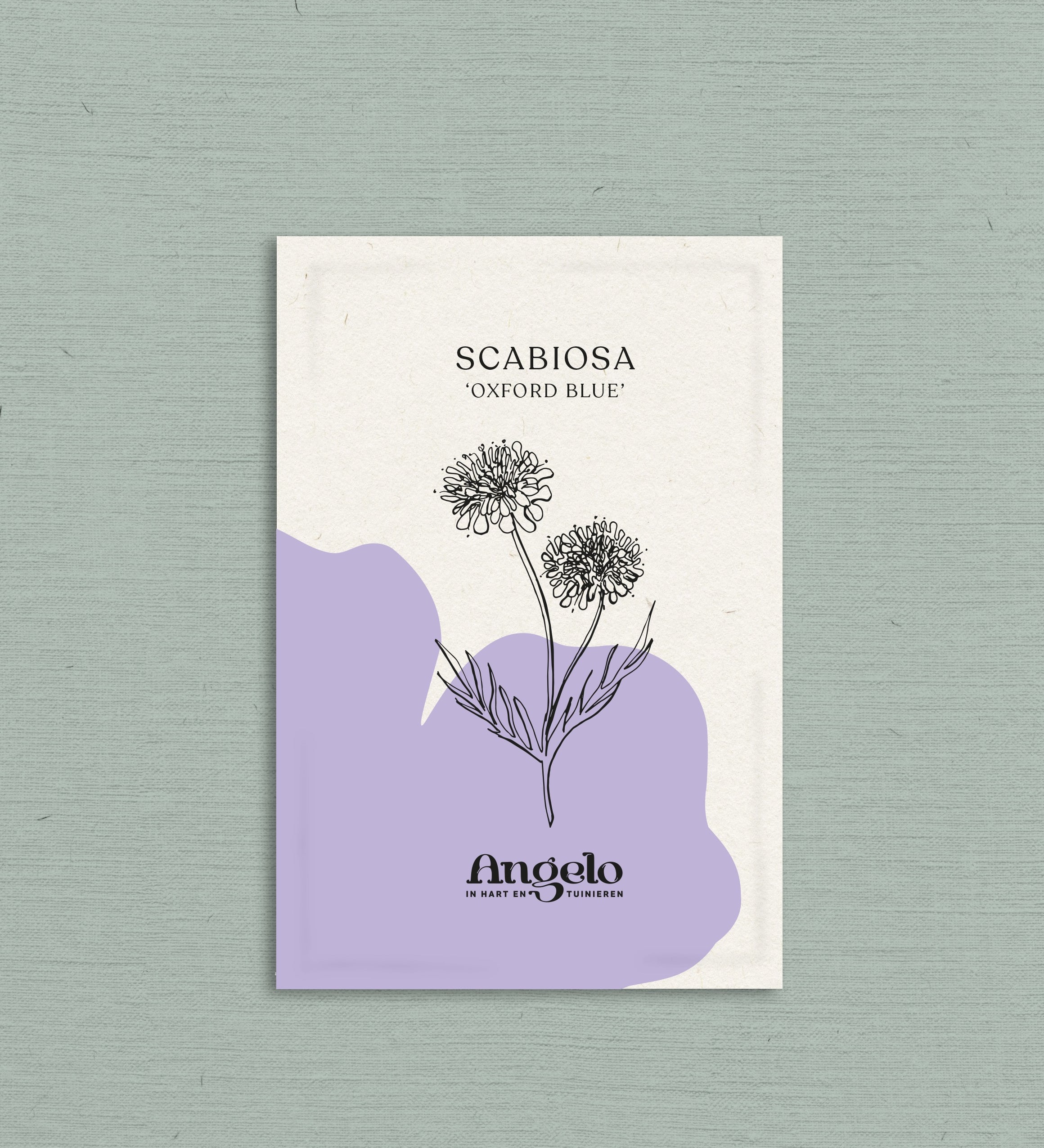 Scabiosa atropurpurea 'oxford blue'-Angelo