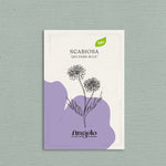 Scabiosa atropurpurea 'qis Dark Blue'-Angelo