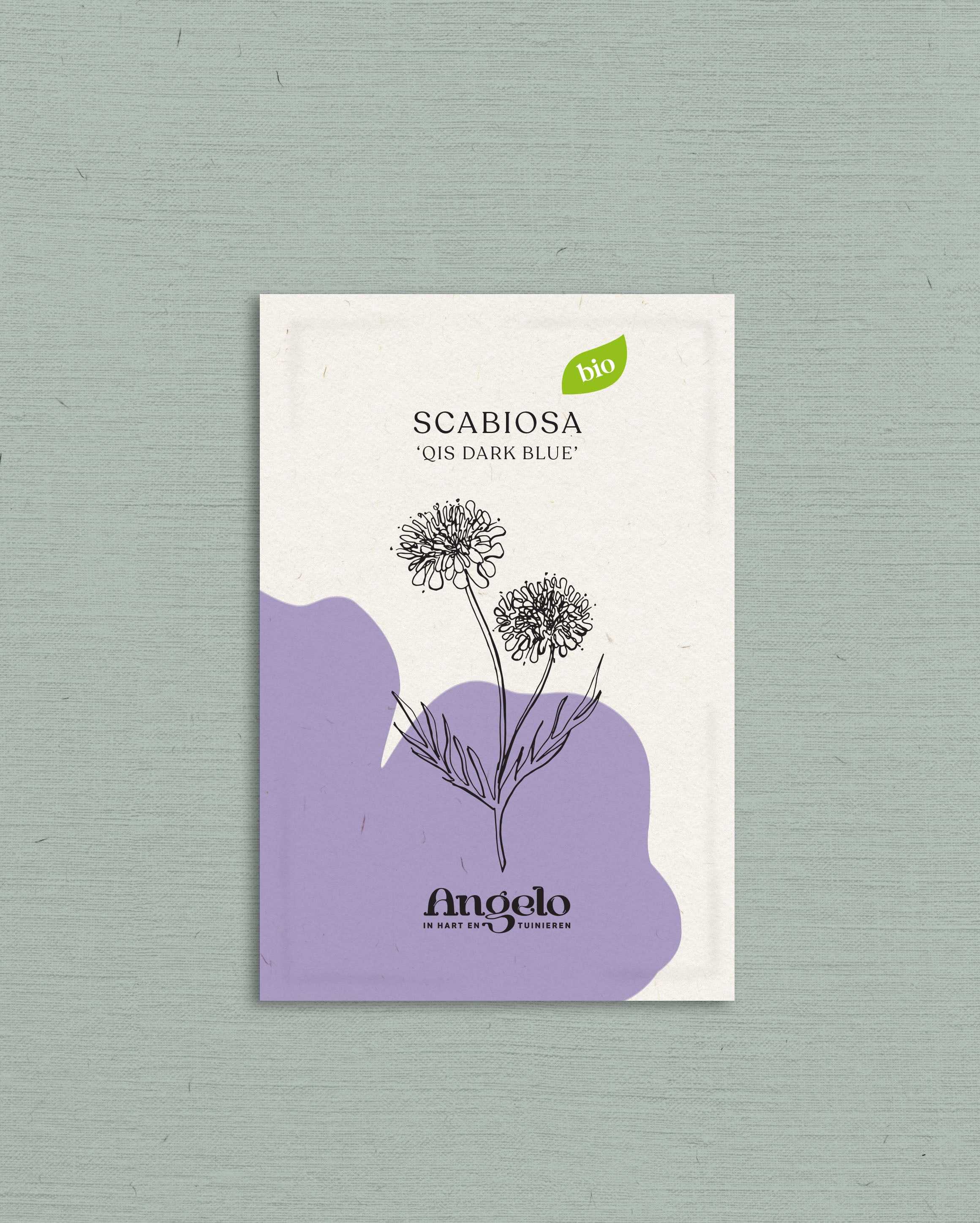 Scabiosa atropurpurea 'qis Dark Blue'-Angelo