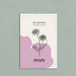 Scabiosa atropurpurea 'salmon queen'-Angelo