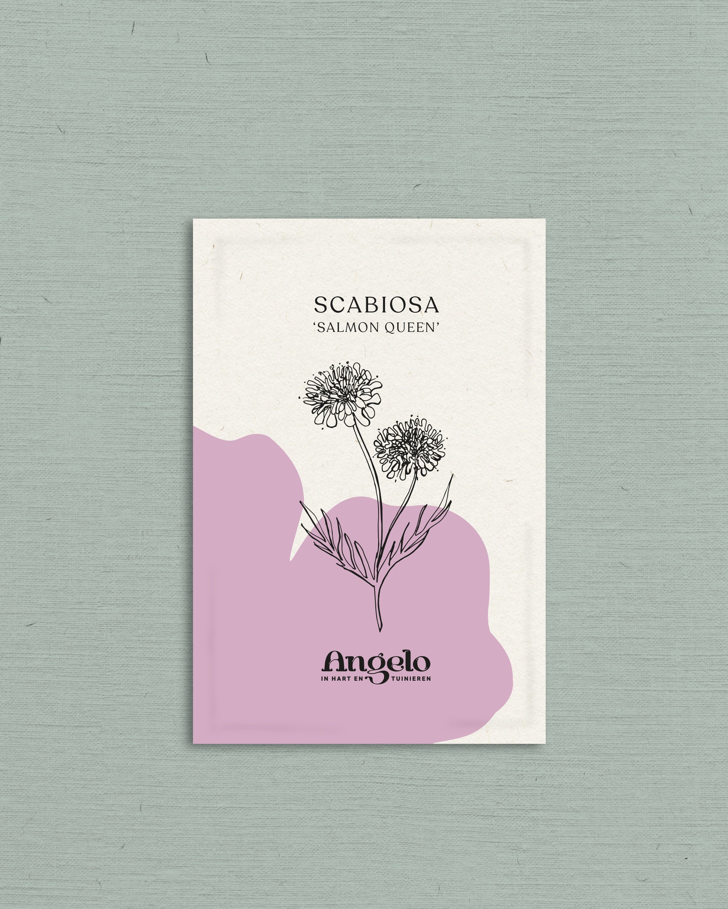 Scabiosa atropurpurea 'salmon queen'-Angelo