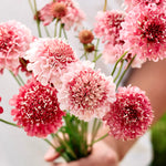 Scabiosa atropurpurea 'salmon queen'-Angelo