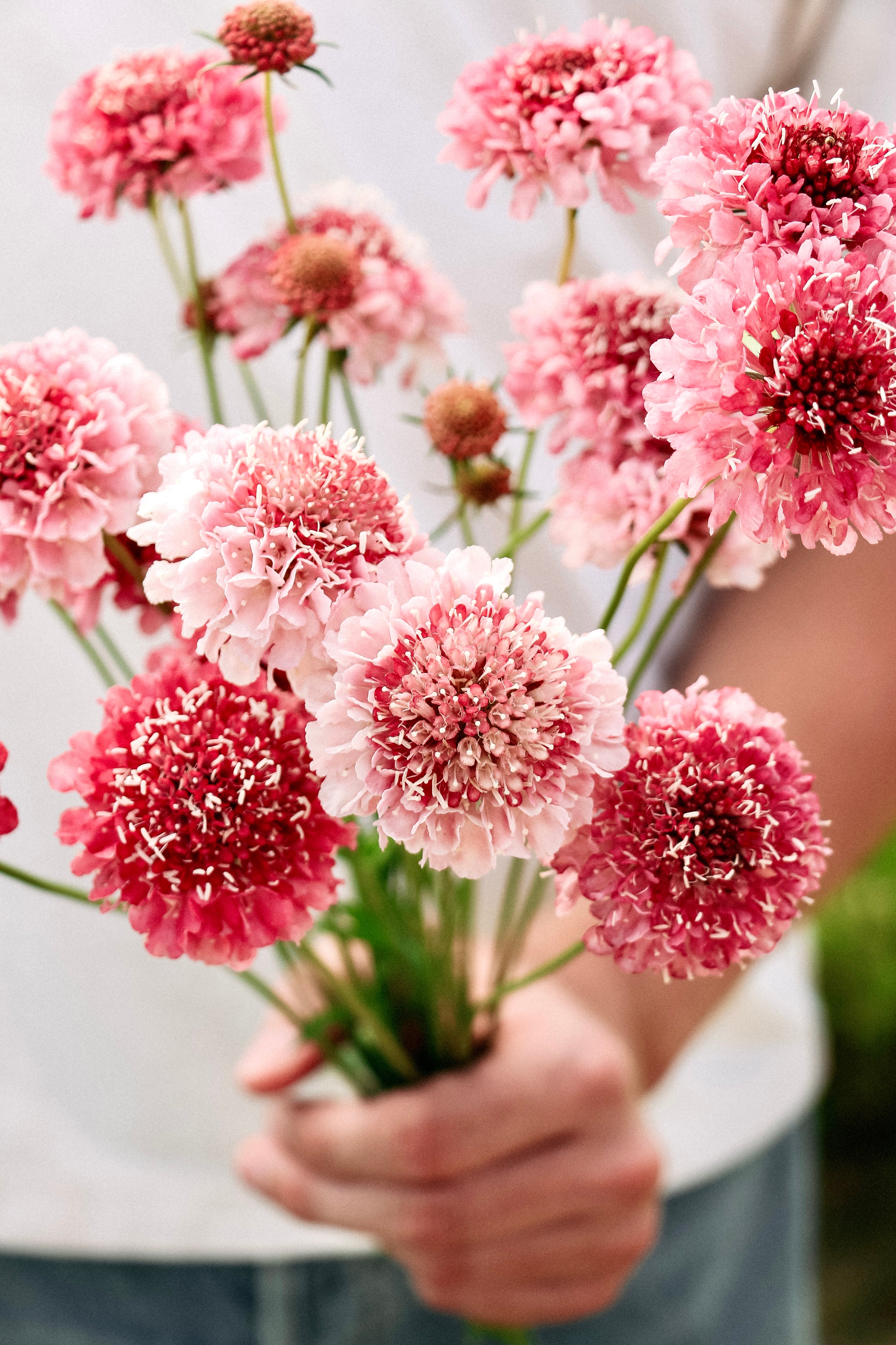 Scabiosa atropurpurea 'salmon queen'-Angelo