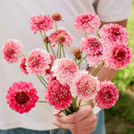 Scabiosa atropurpurea 'salmon queen'-Angelo