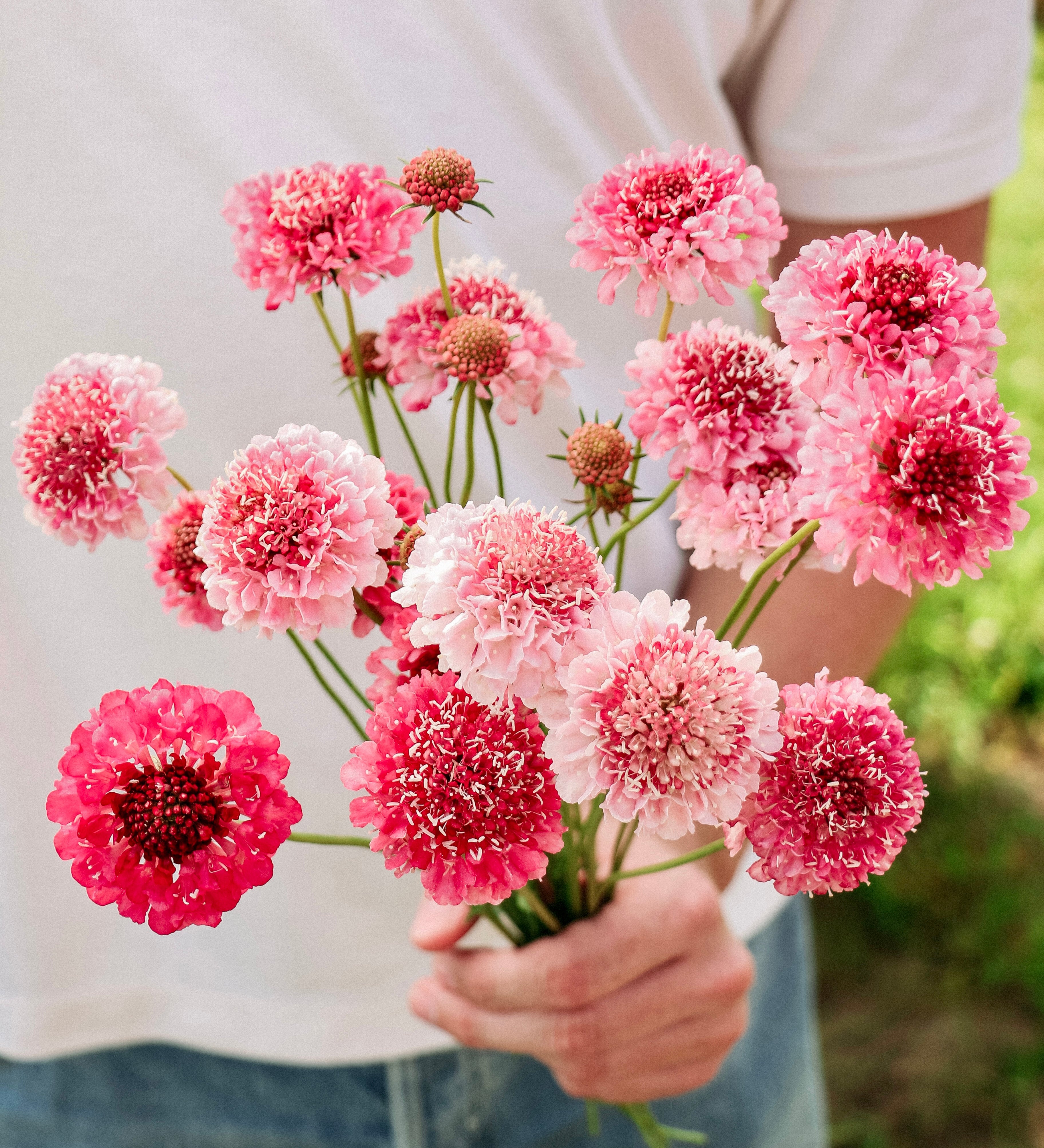 Scabiosa atropurpurea 'salmon queen'-Angelo