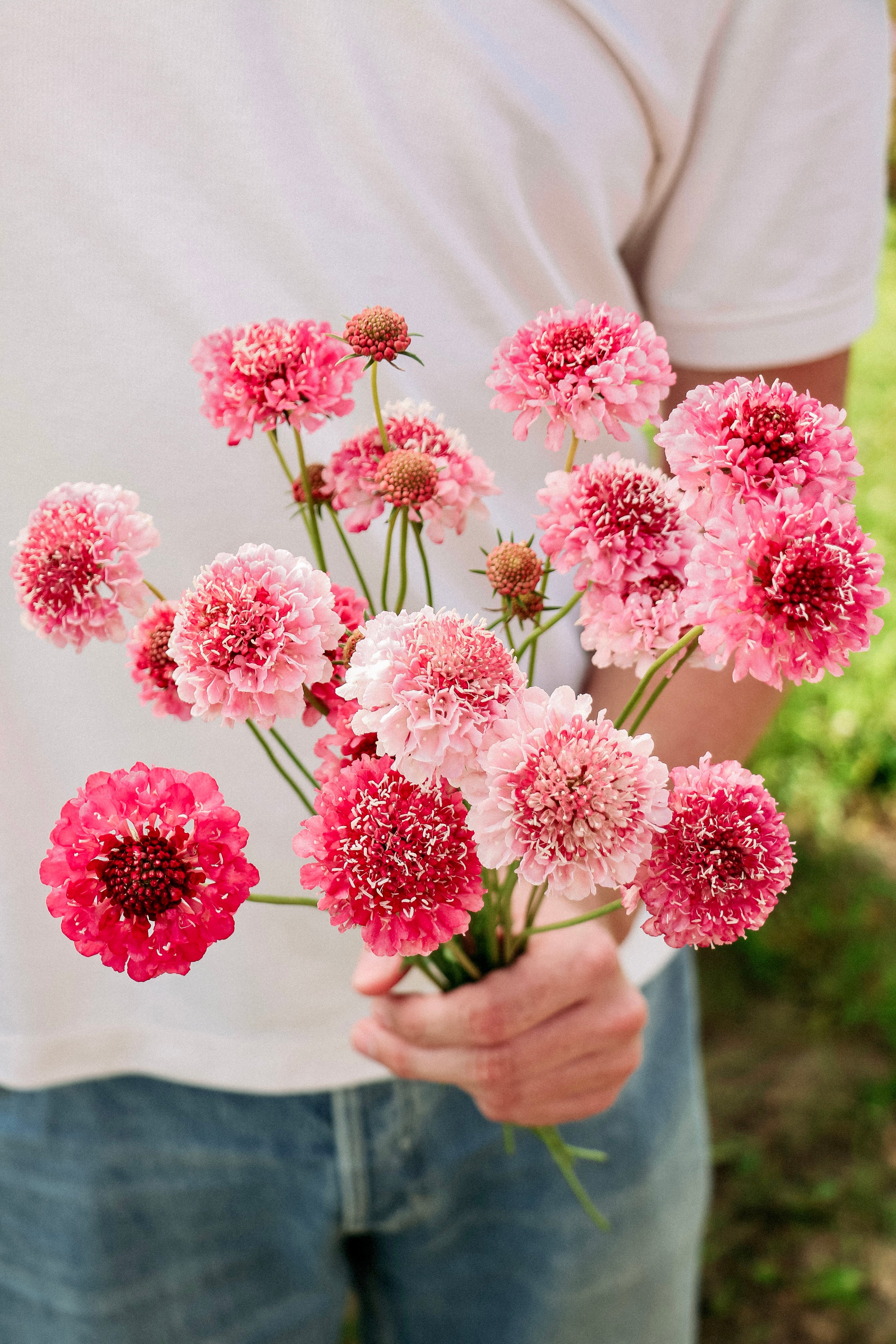 Scabiosa atropurpurea 'salmon queen'-Angelo