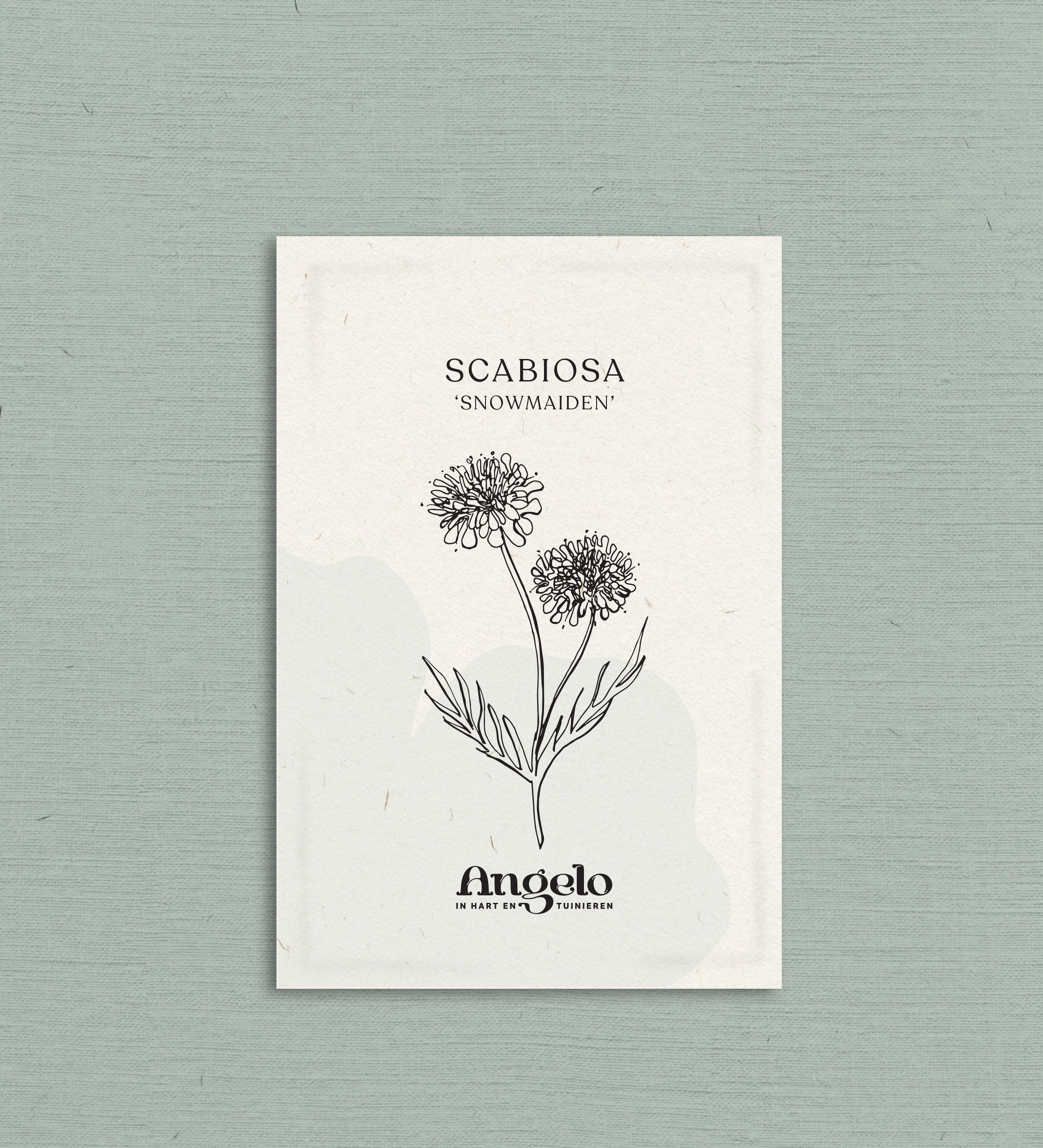 Scabiosa atropurpurea 'Snowmaiden'-Angelo
