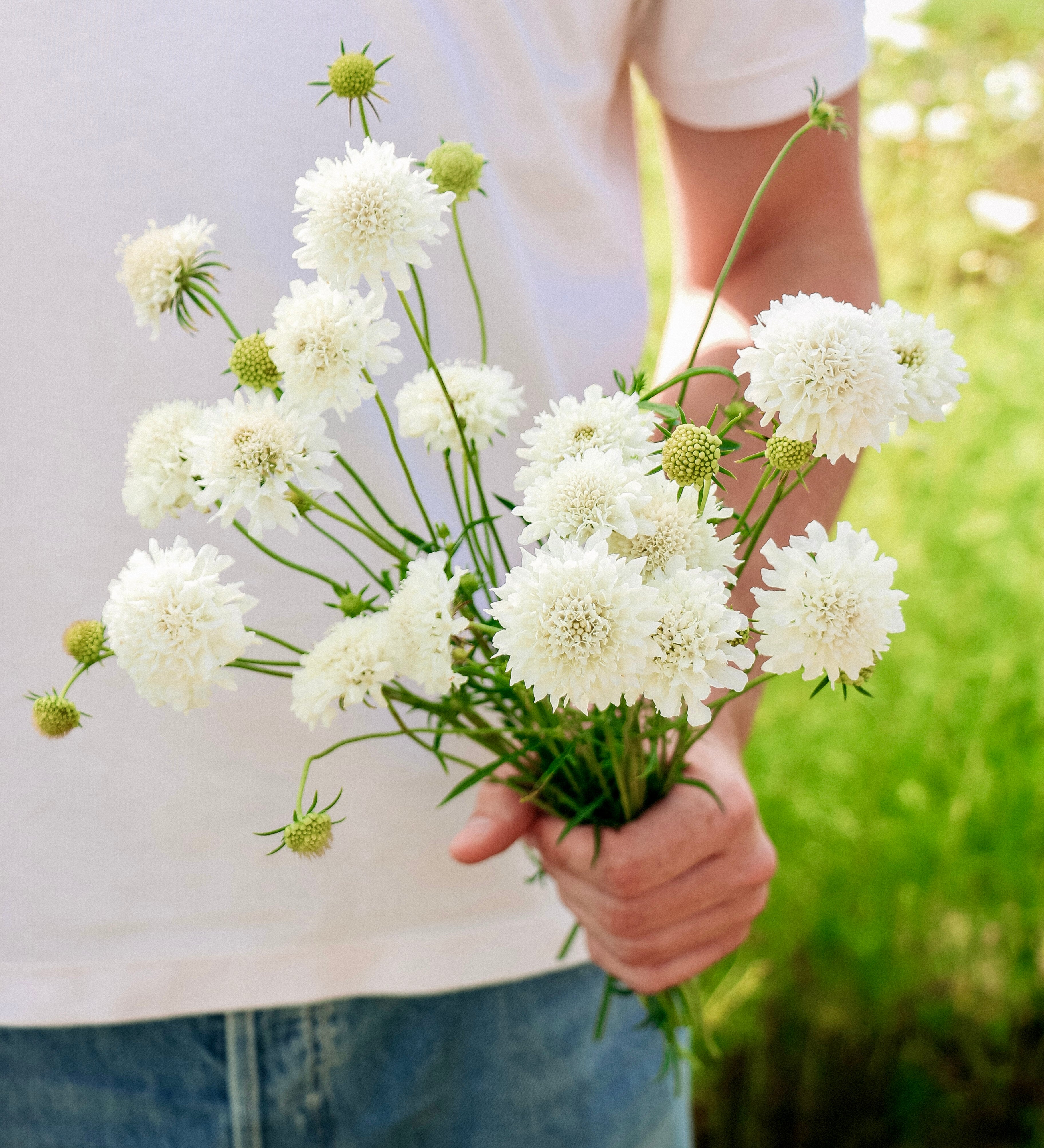 Scabiosa atropurpurea 'Snowmaiden'-Angelo