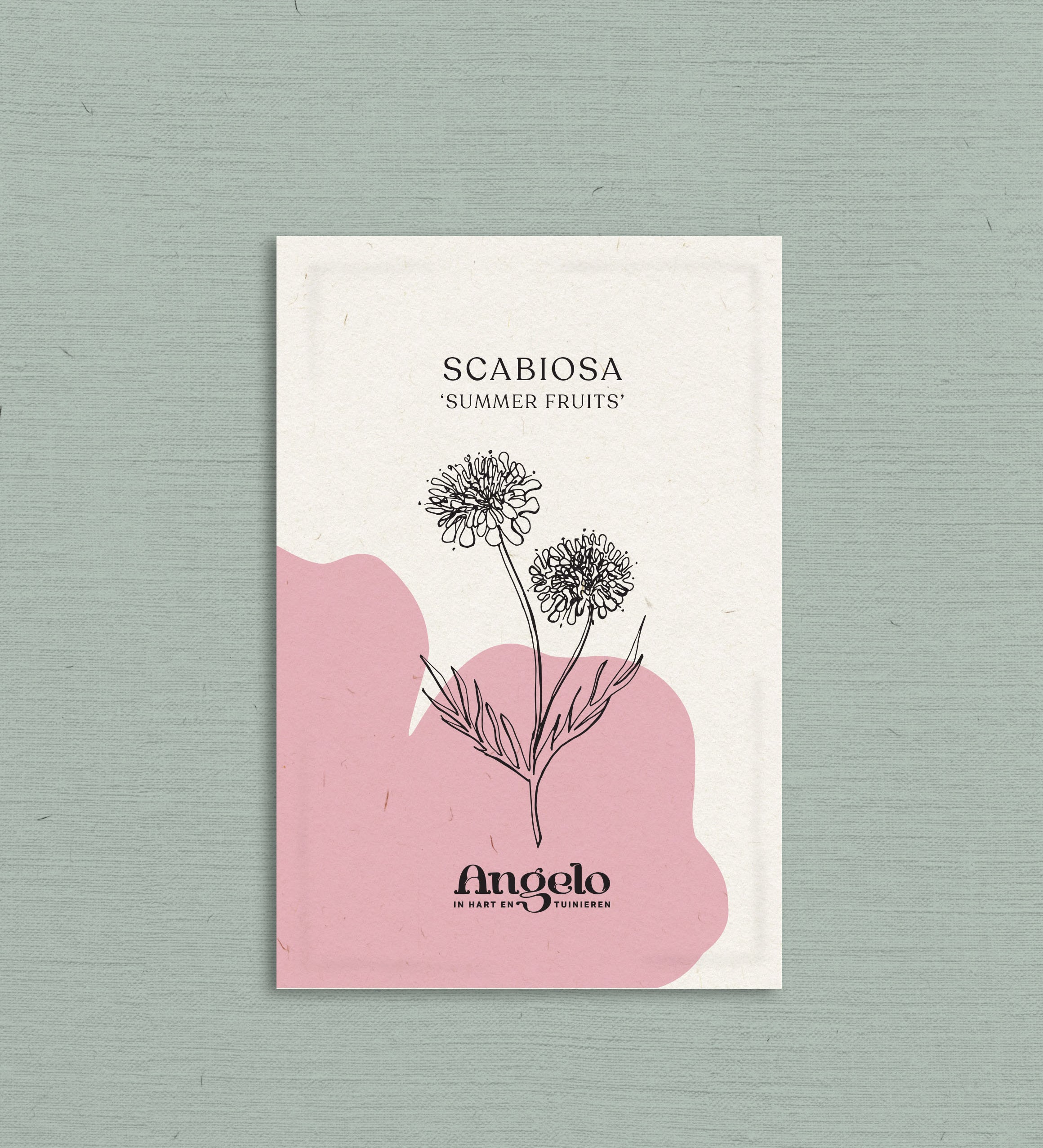Scabiosa atropurpurea 'Summer Fruits'-Angelo