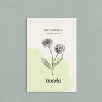 Scabiosa stellata 'paper moon'-Angelo