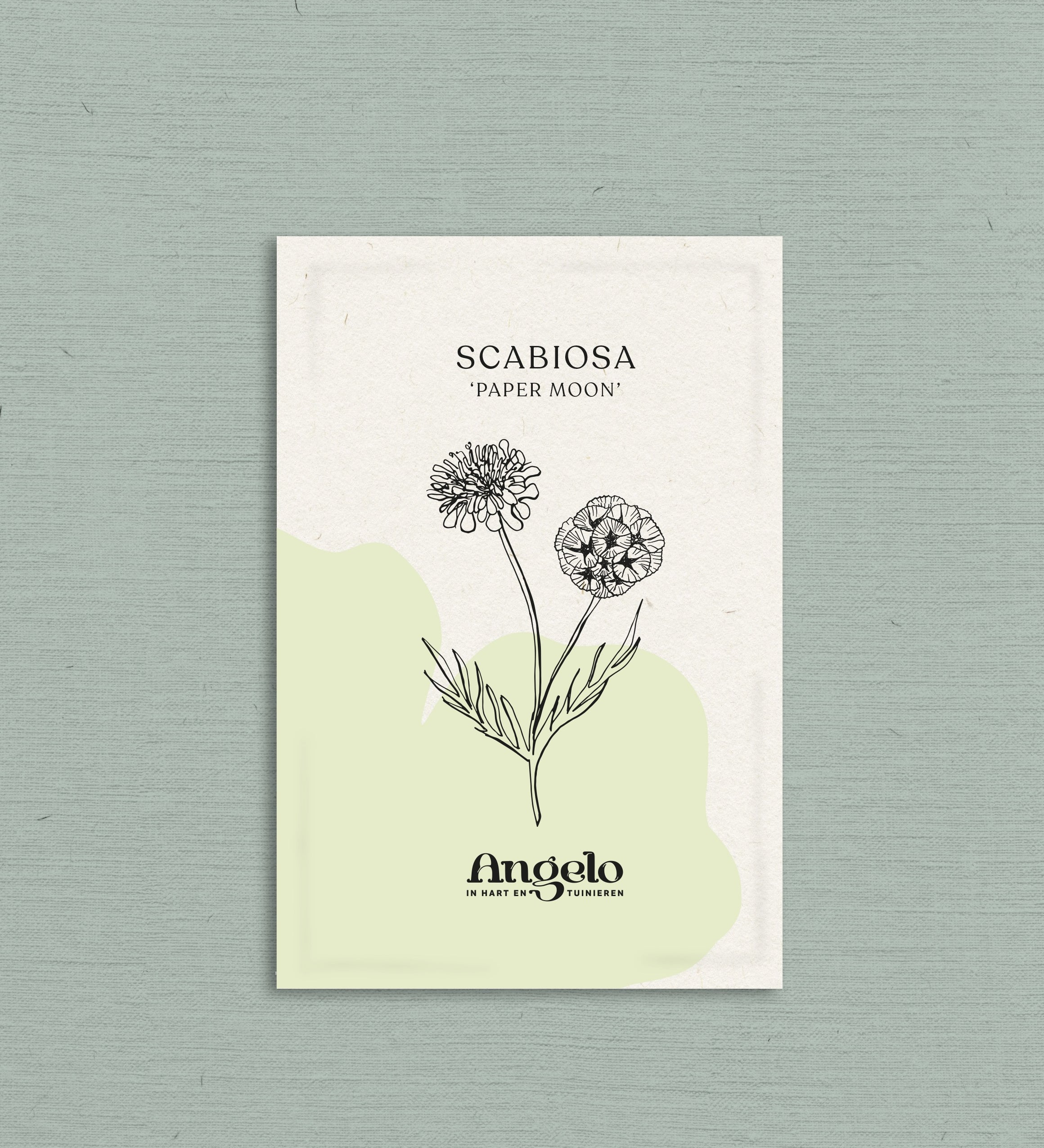 Scabiosa stellata 'paper moon'-Angelo