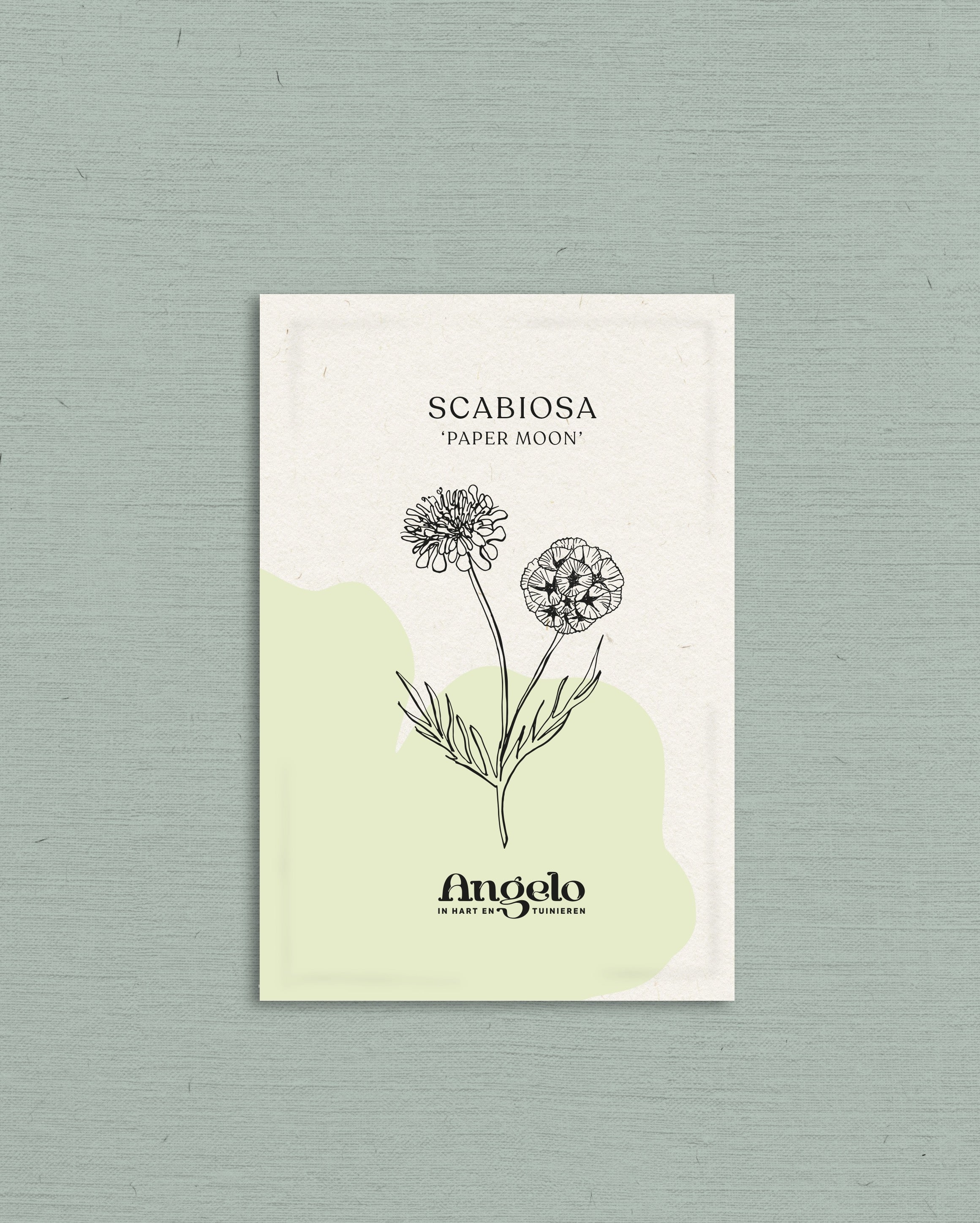 Scabiosa stellata 'paper moon'-Angelo