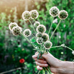Scabiosa stellata 'paper moon'-Angelo