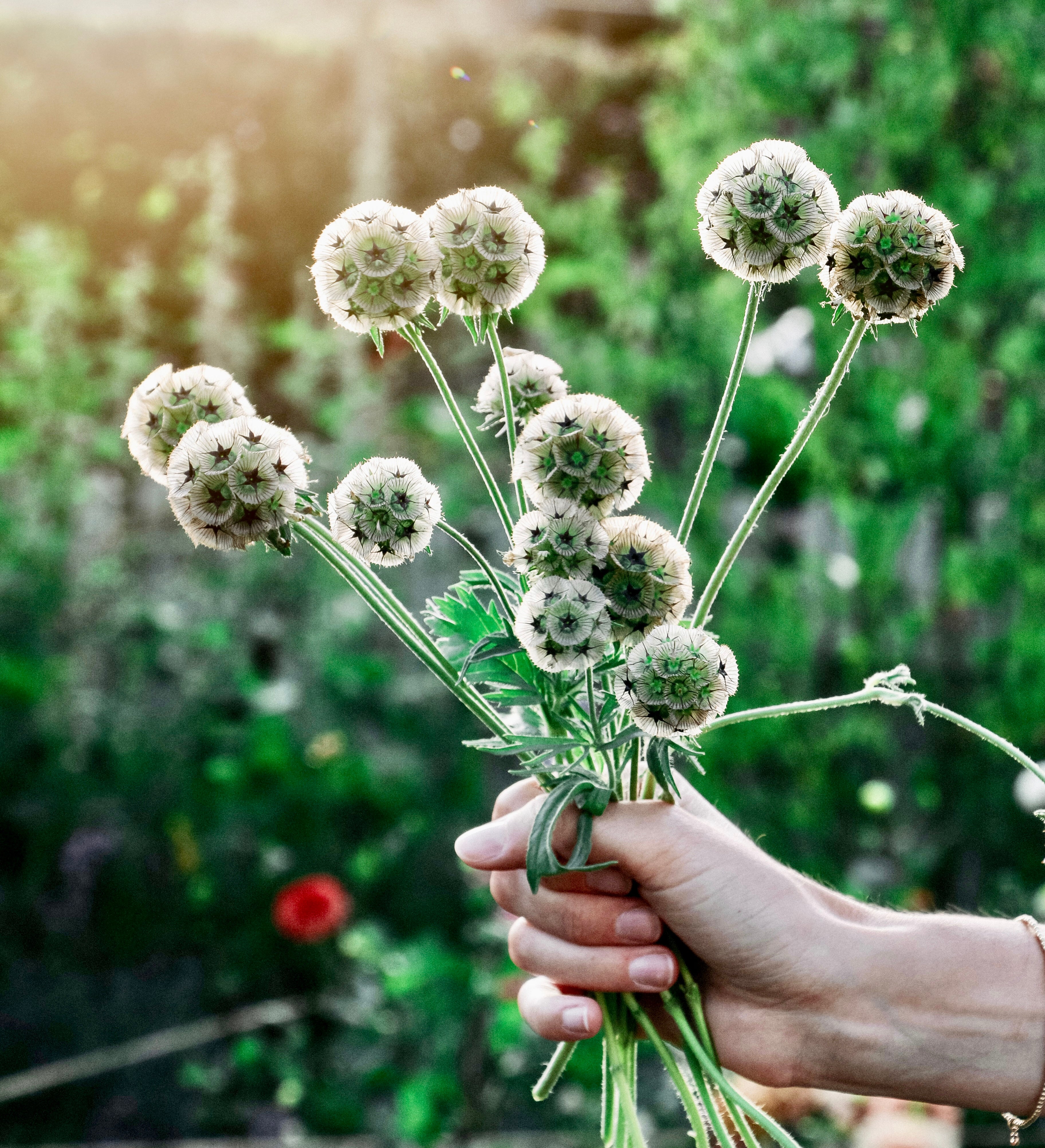 Scabiosa stellata 'paper moon'-Angelo