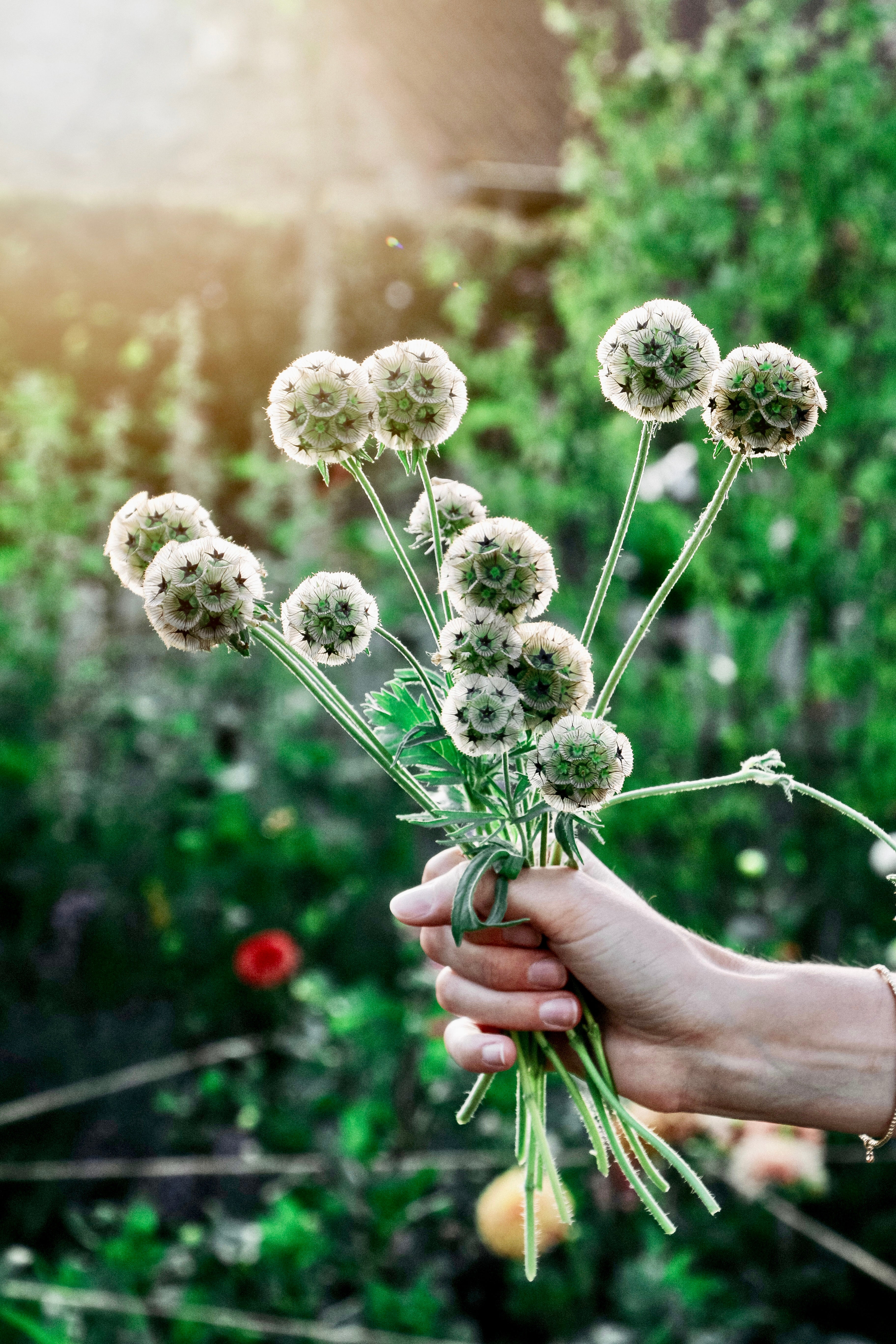 Scabiosa stellata 'paper moon'-Angelo