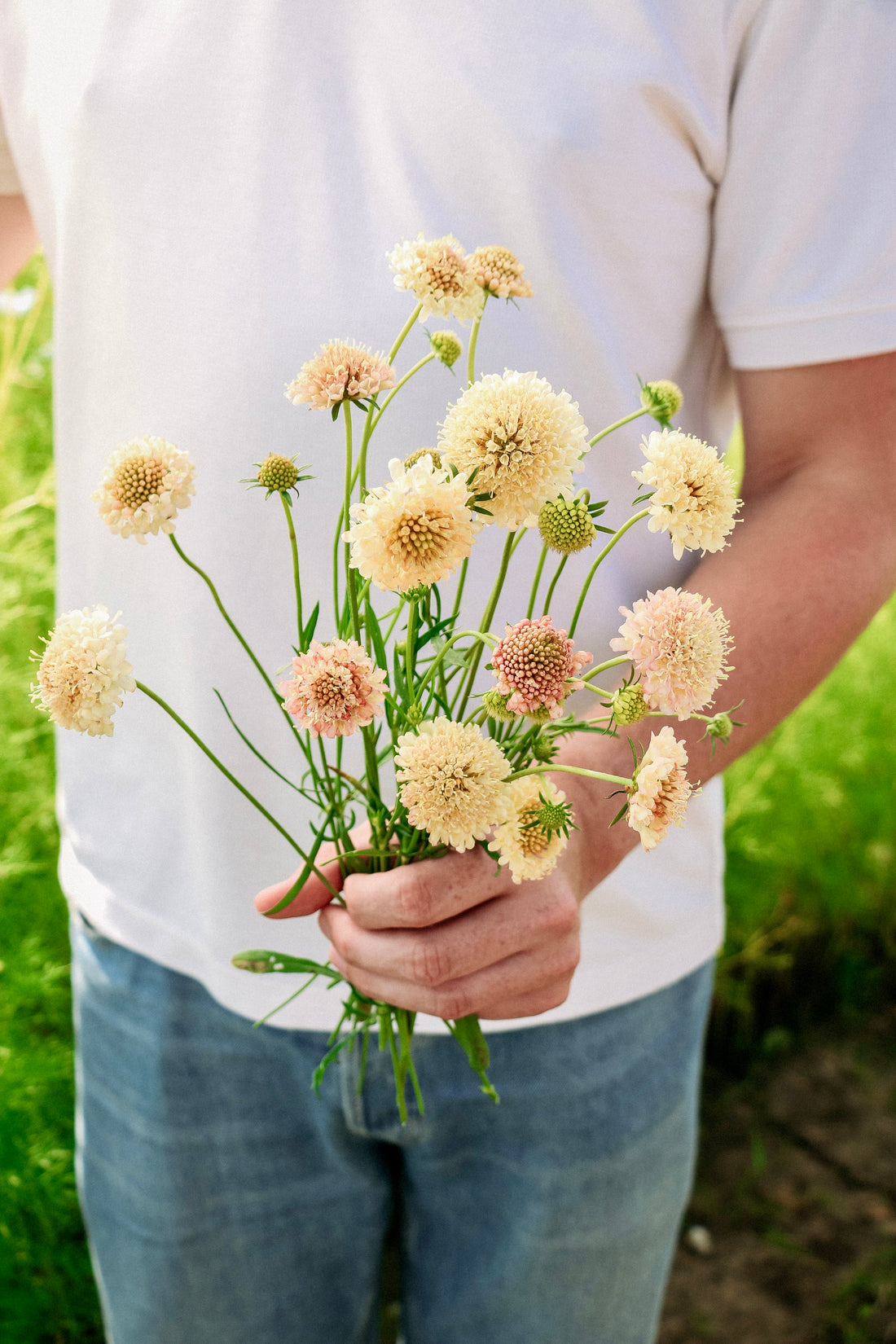 Scabiosa atropurpurea &