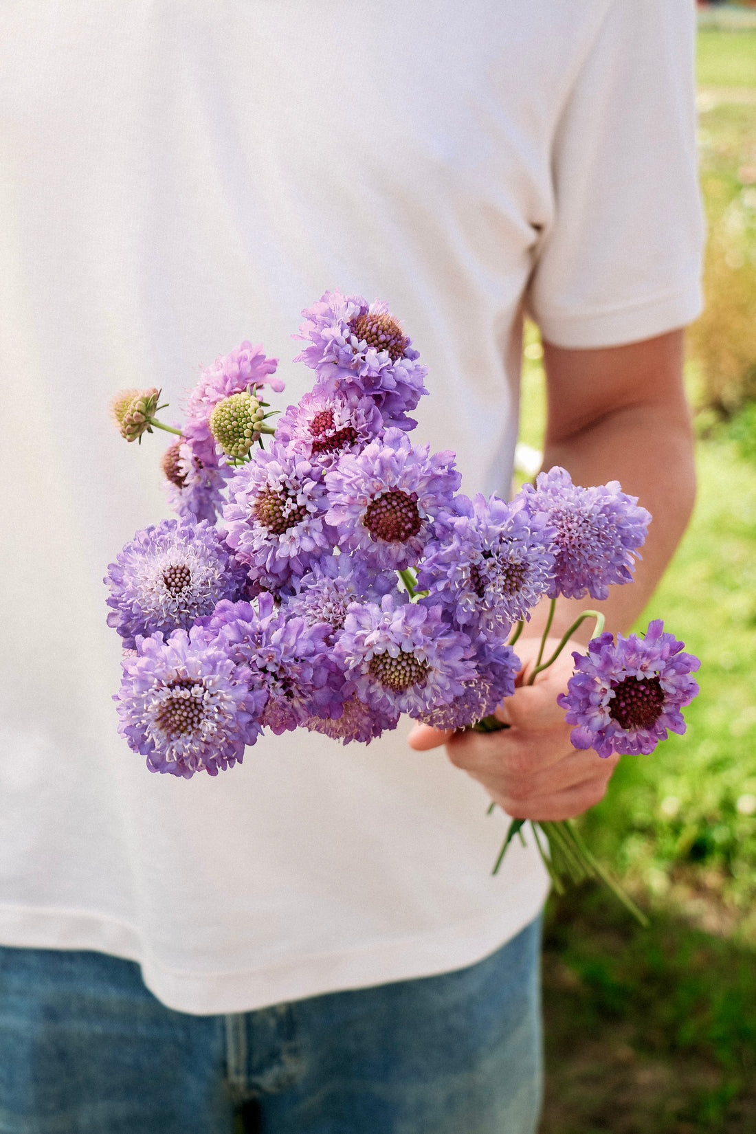 Scabiosa atropurpurea &