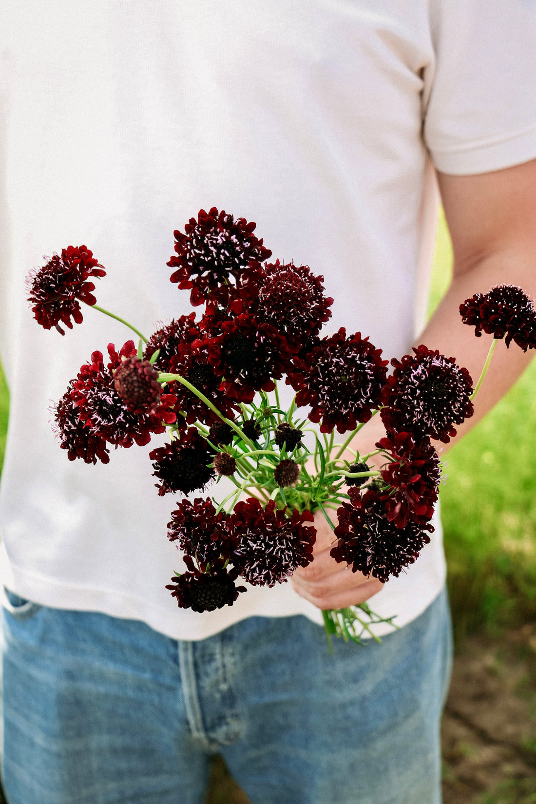 Scabiosa atropurpurea &