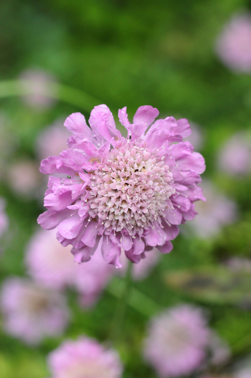 Scabiosa columbaria 'Pink Mist'