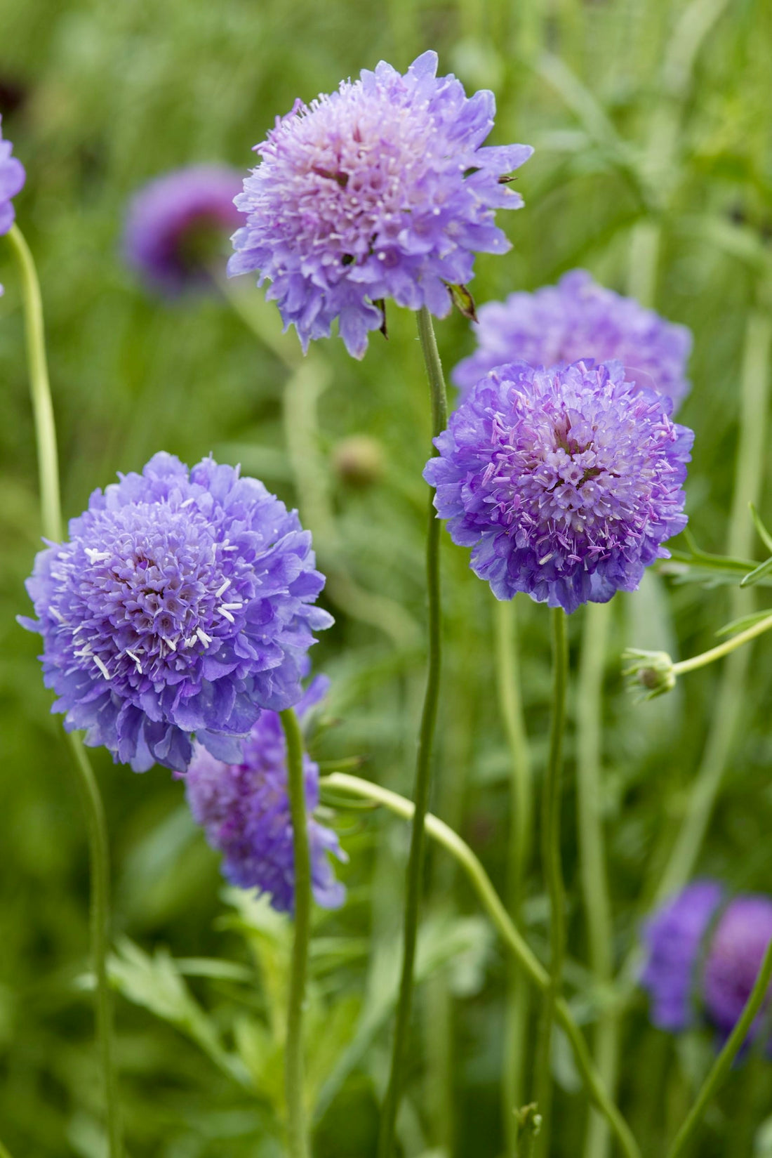 Scabiosa atropurpurea &