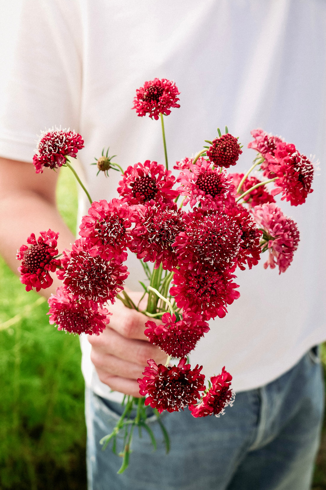 Scabiosa atropurpurea &