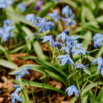 Scilla siberica