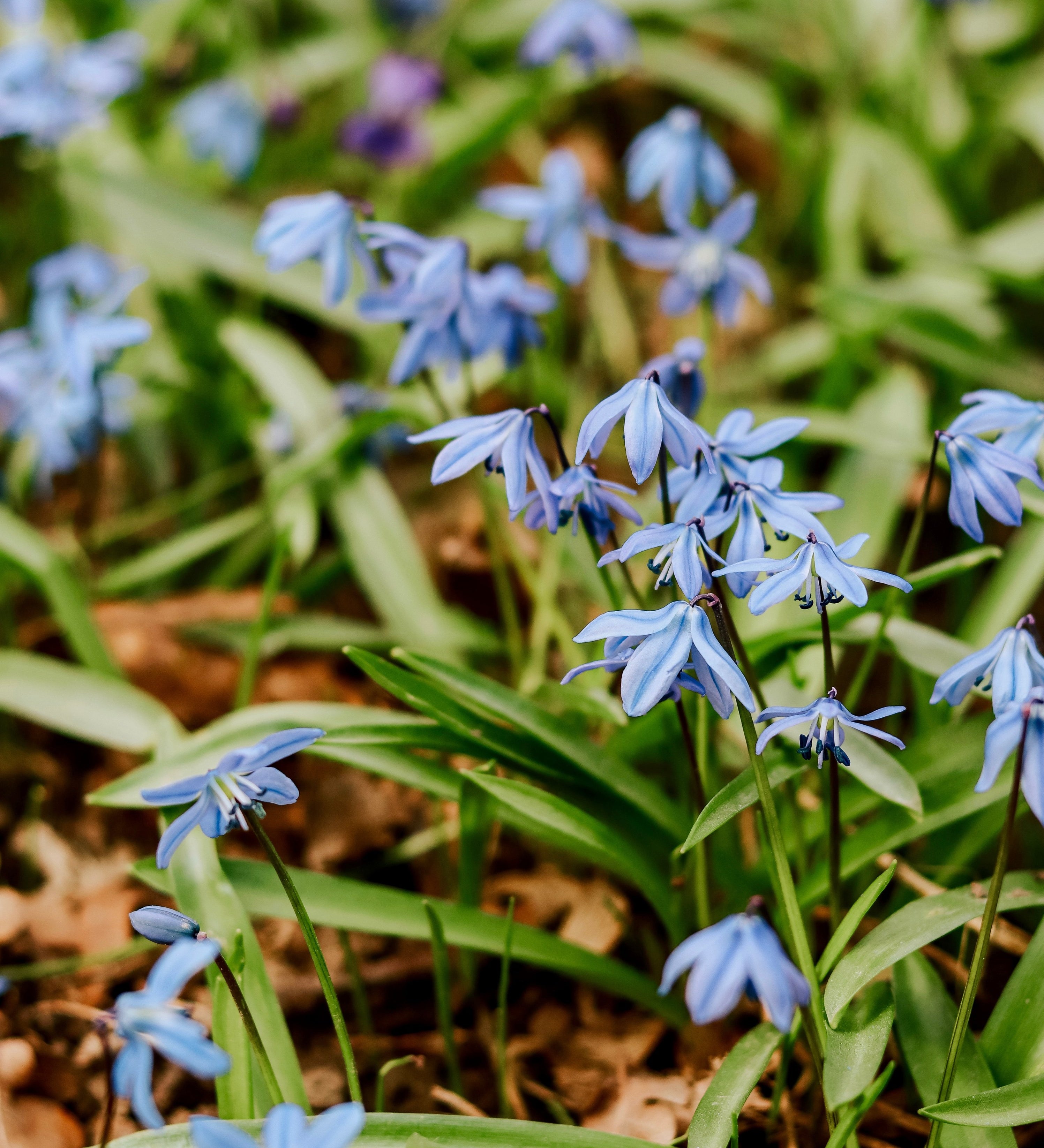 Scilla siberica