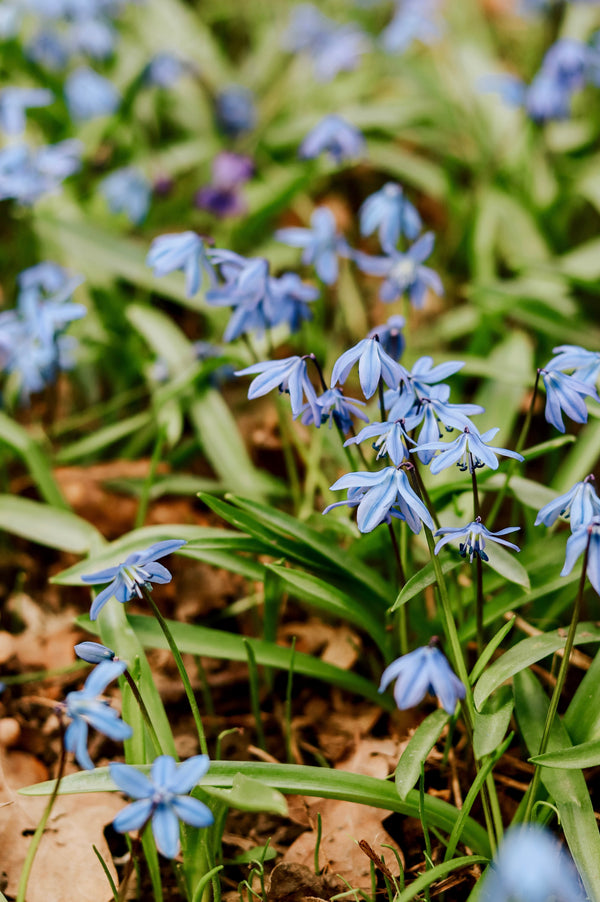 Scilla siberica