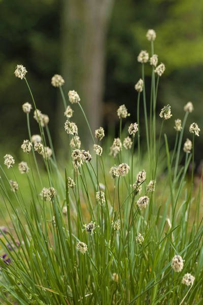 Sesleria nitida