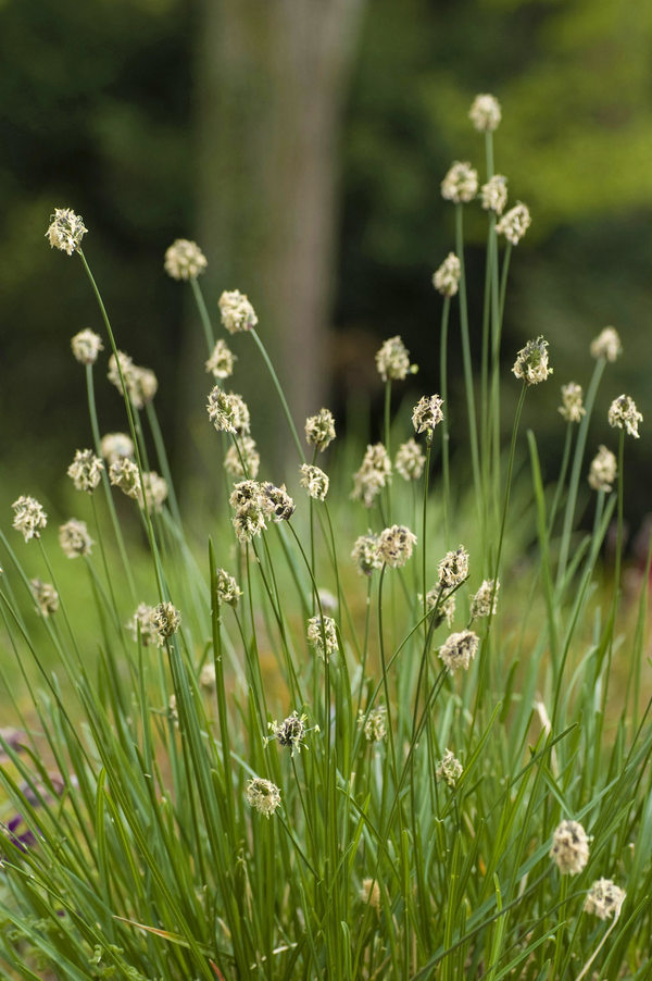 Sesleria nitida
