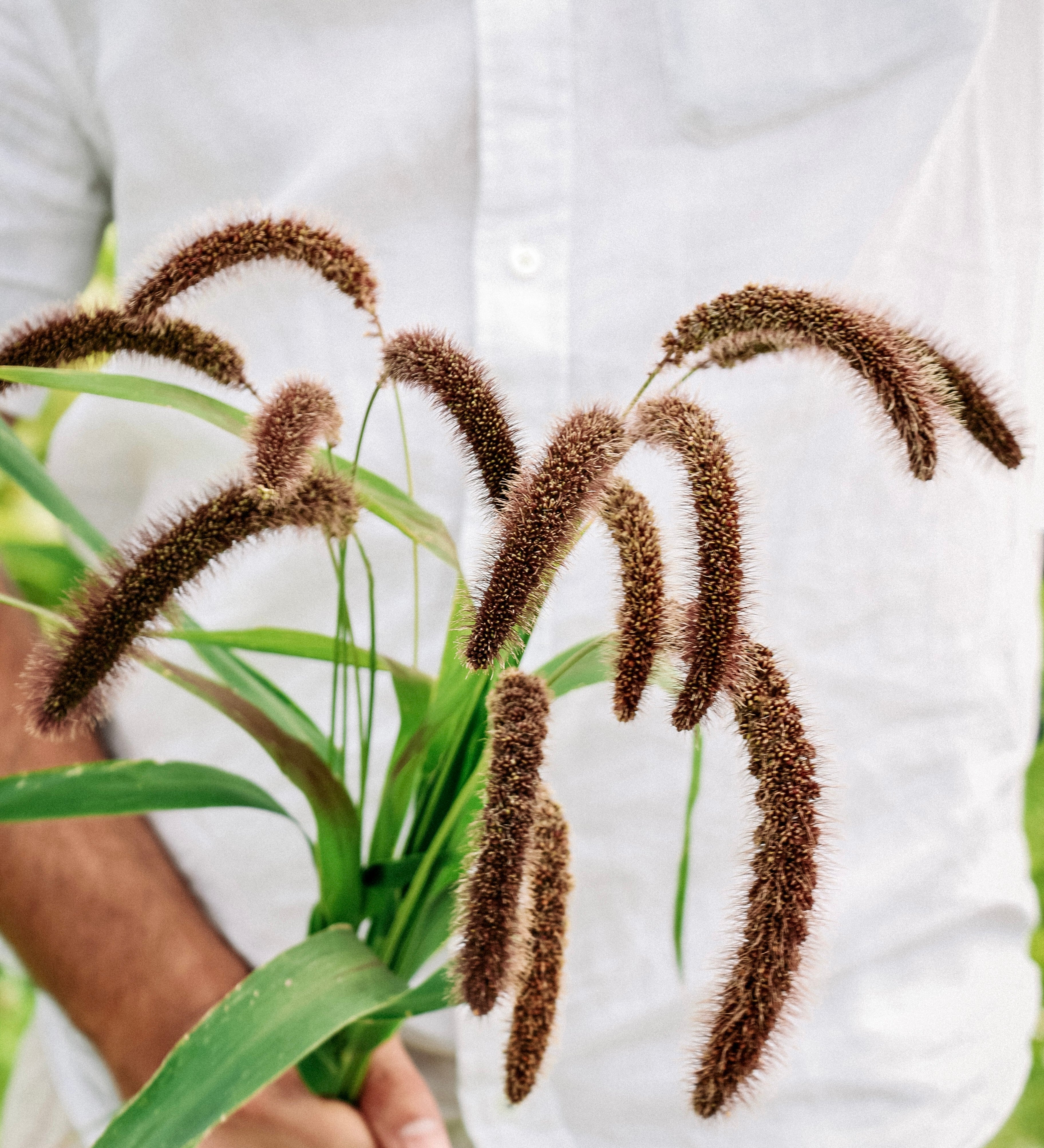 Setaria italica 'lowlander'-Angelo