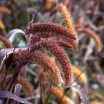 Setaria italica 'Red Jewel'-Angelo