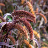 Setaria italica 'Red Jewel'-Angelo