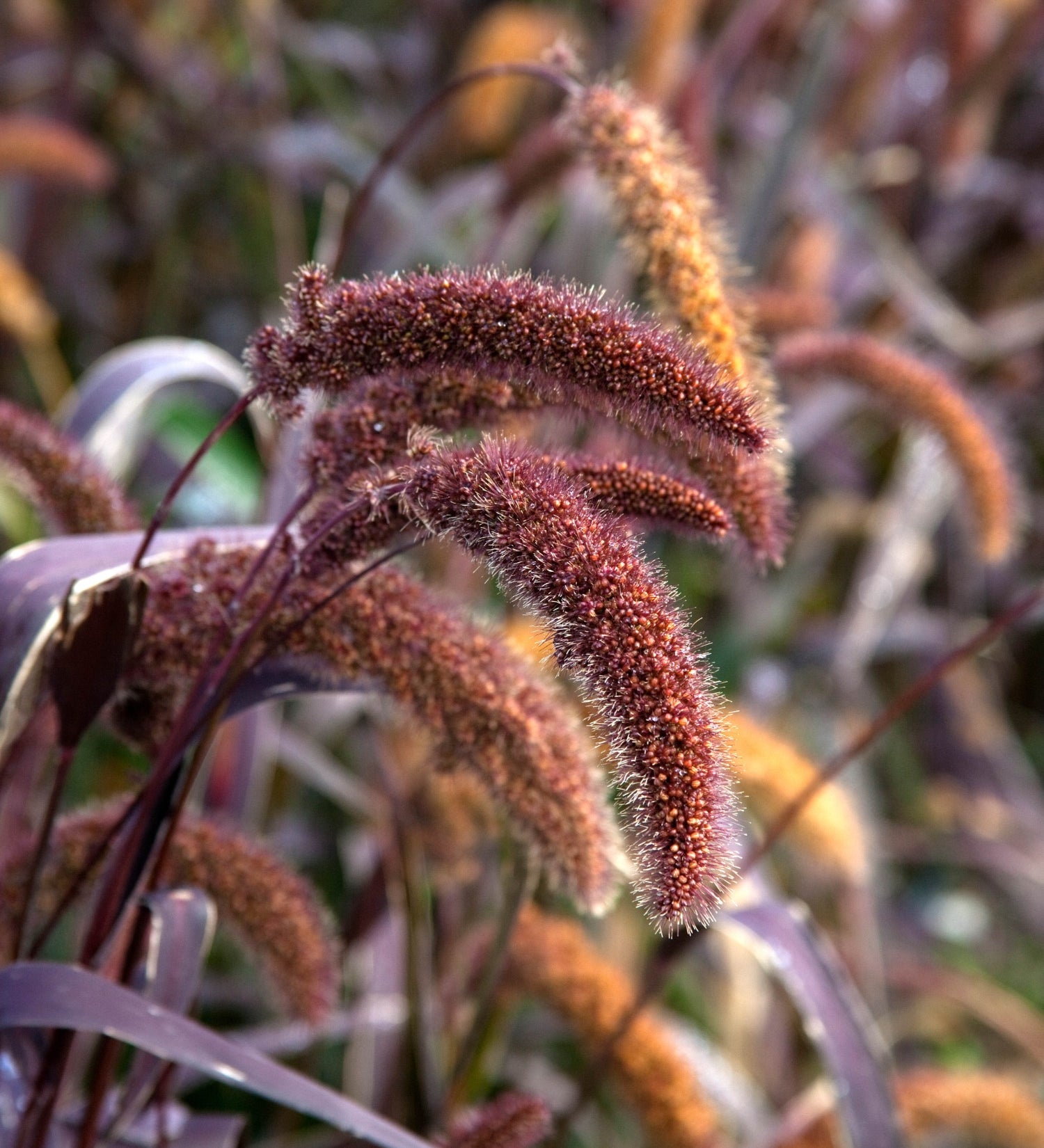 Setaria italica 'Red Jewel'-Angelo
