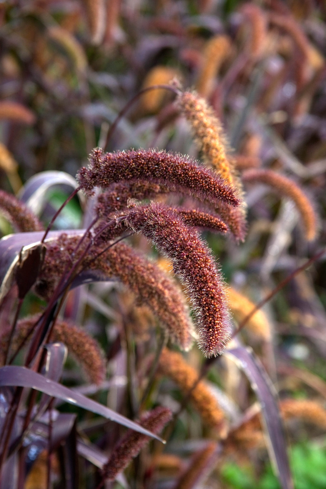 Setaria italica &