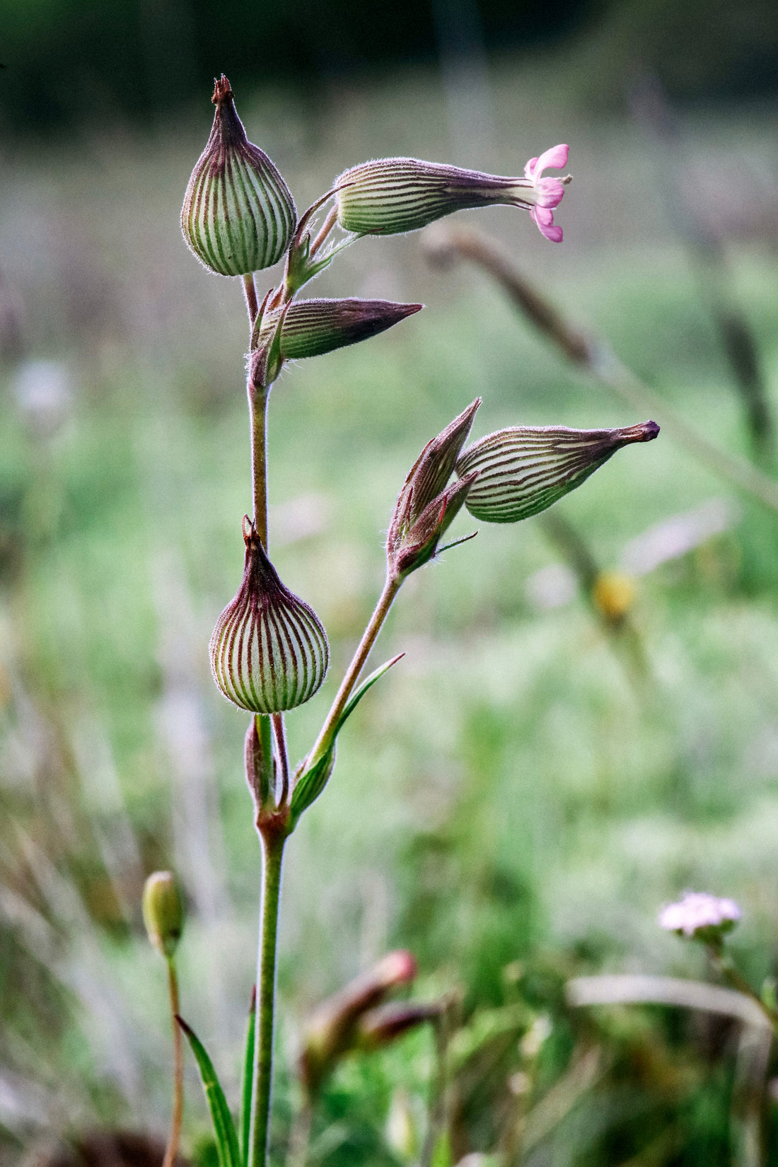 Silene conica &