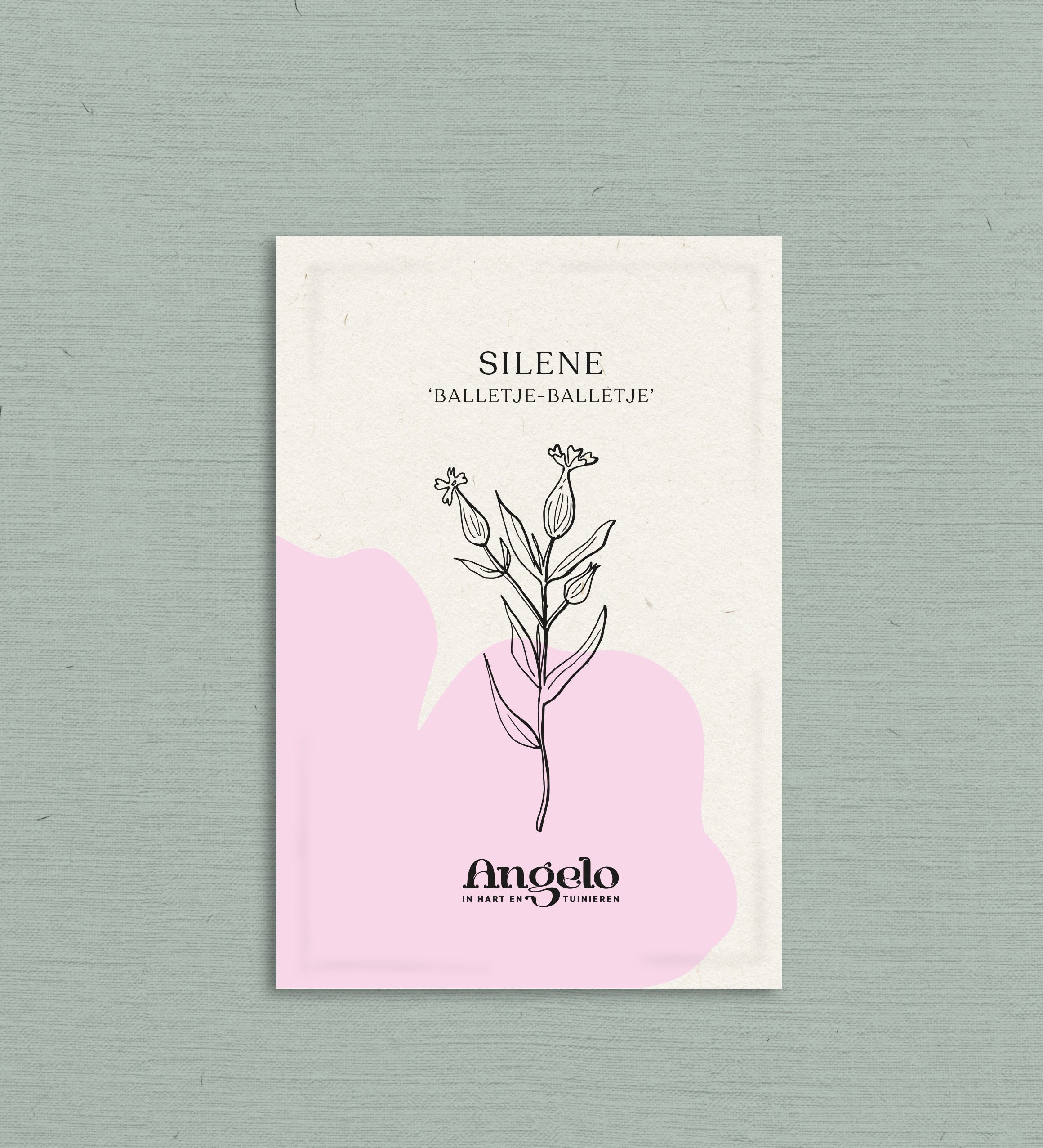 Silene conica 'balletje-balletje'-Angelo