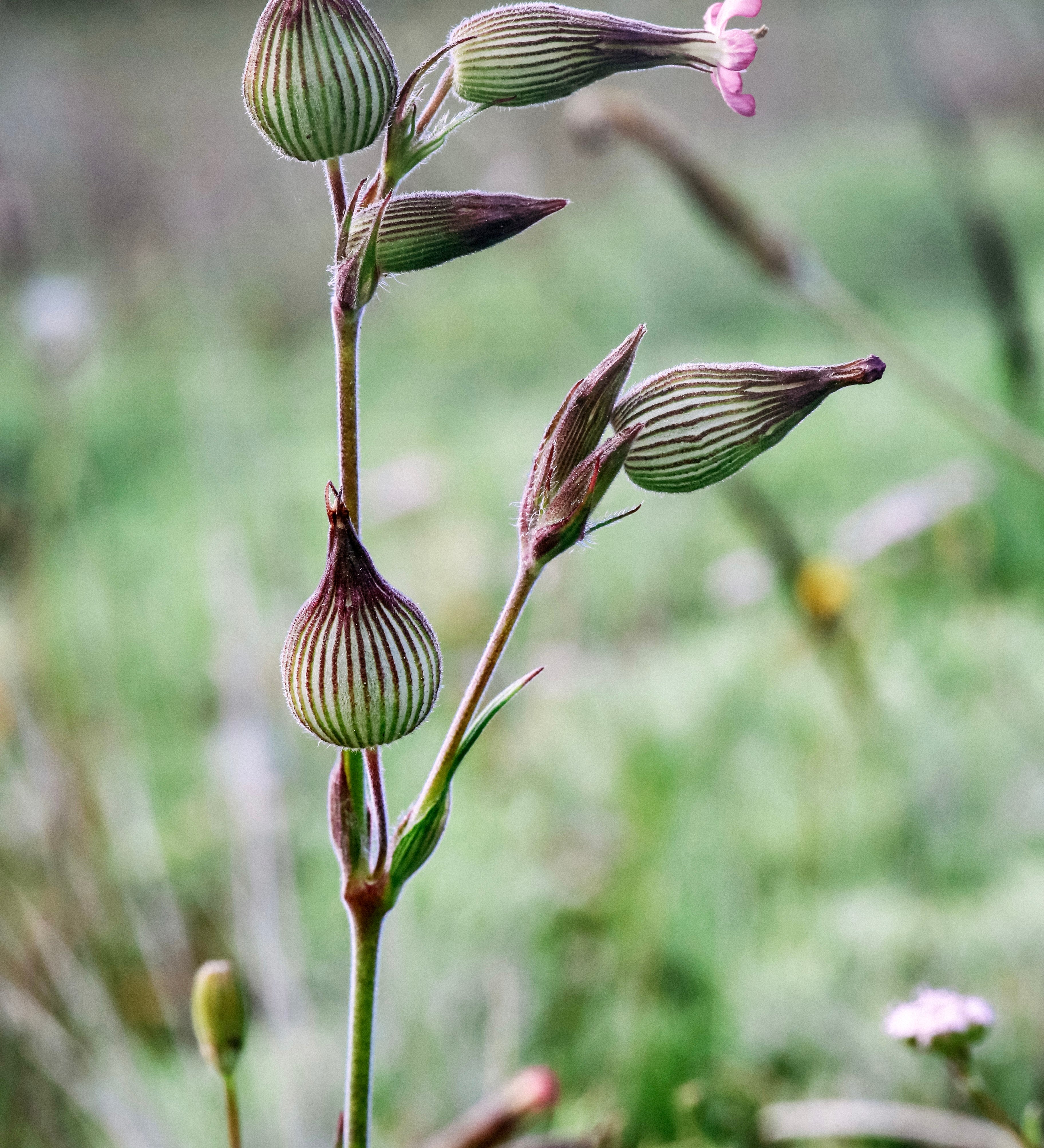 Silene conica 'balletje-balletje'-Angelo