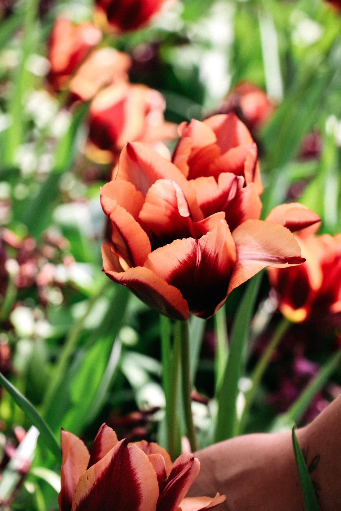 Tulpe &