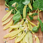 Sluimererwt 'Golden Sweet'-Angelo