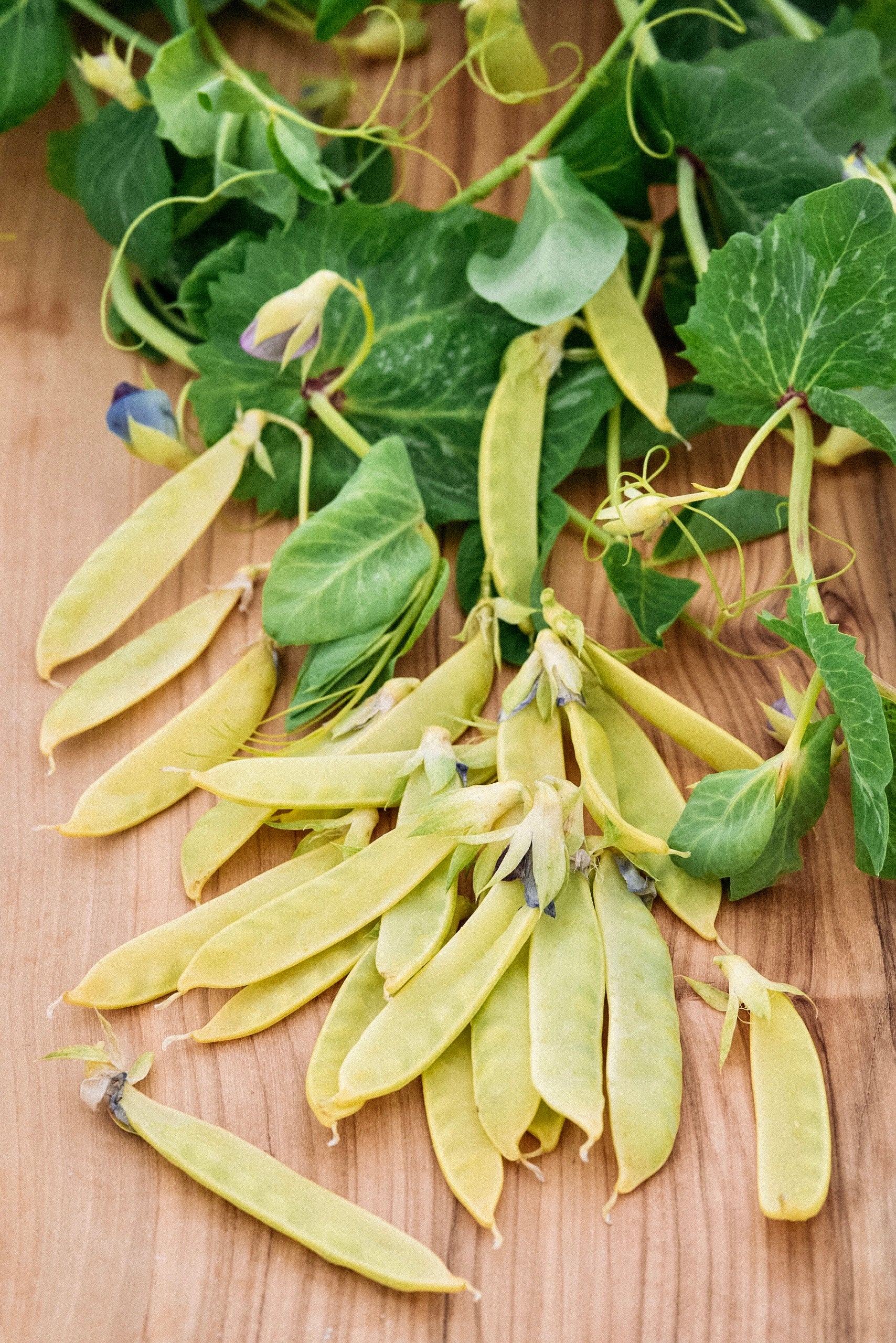 Sluimererwt 'Golden Sweet'-Angelo