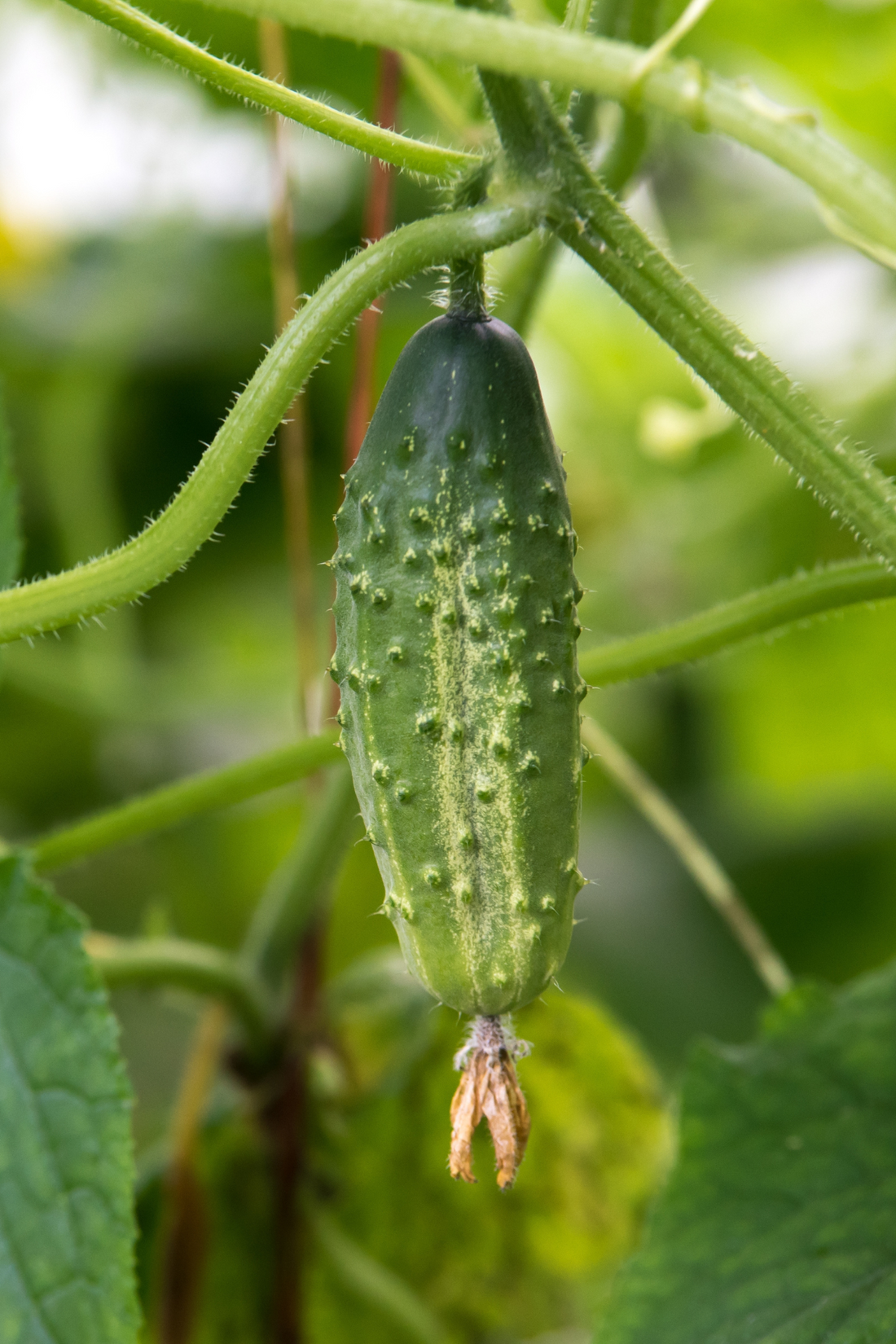 Snack cucumber &