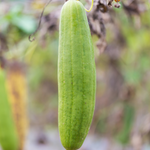 Sponskomkommer 'Luffa'-Angelo