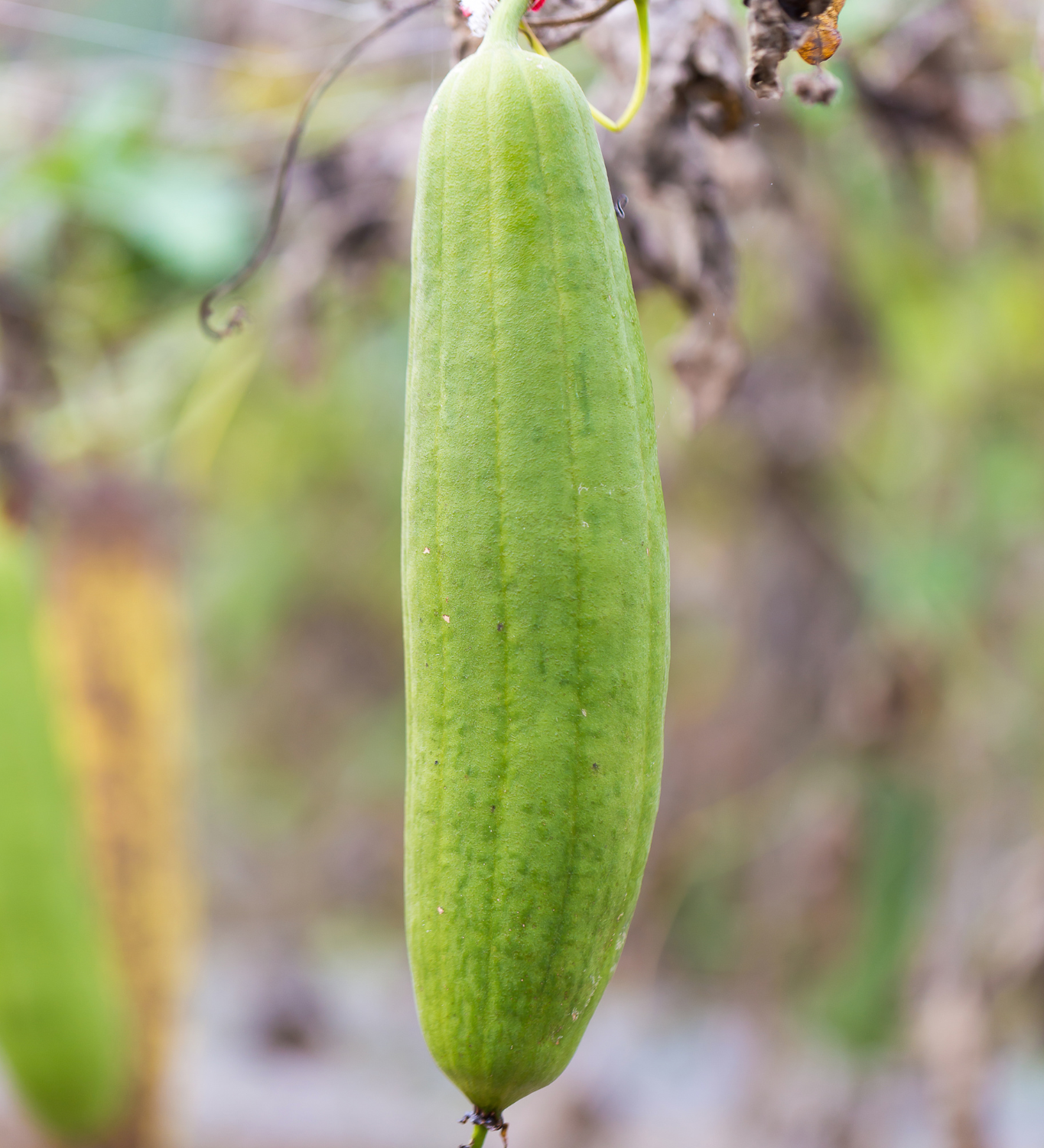 Sponskomkommer 'Luffa'-Angelo
