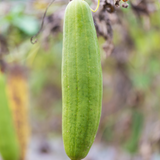 Sponskomkommer 'Luffa'-Angelo