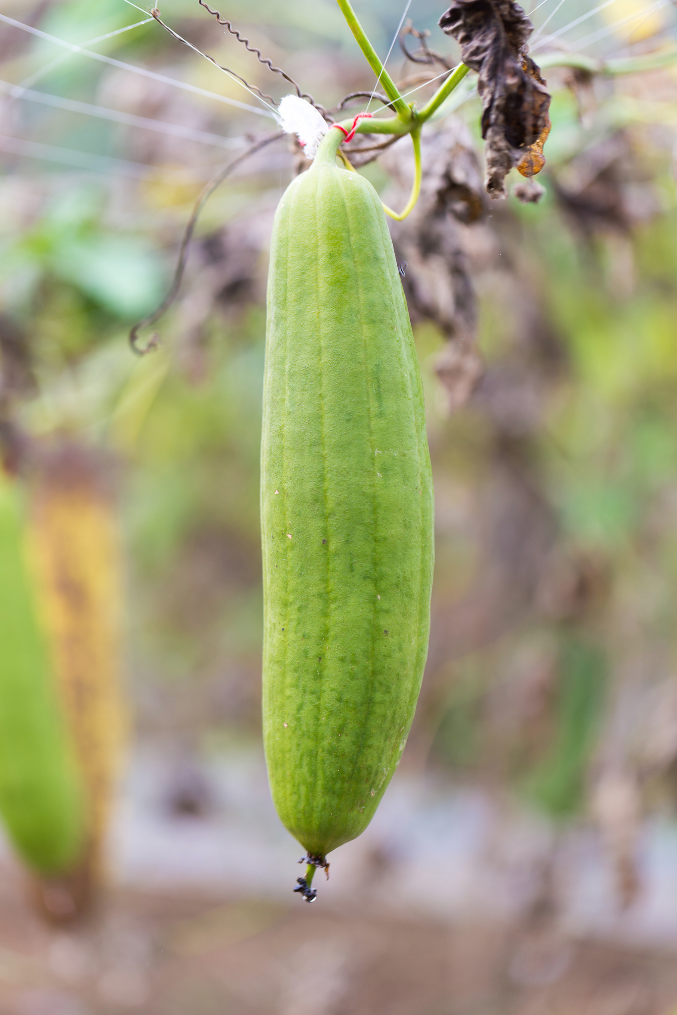 Sponskomkommer 'Luffa'-Angelo