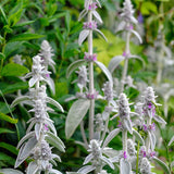 Stachys byzantina 'Big Ears'